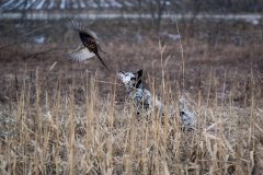 RGS Pheasant Hunt 2019-109