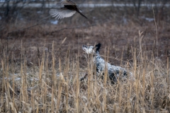 RGS Pheasant Hunt 2019-110