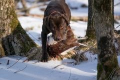 RGS Pheasant Hunt 2019-117