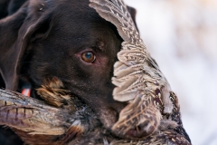 RGS Pheasant Hunt 2019-118