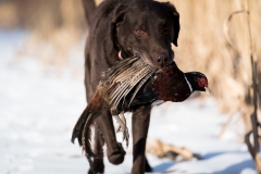 RGS Pheasant Hunt 2019-119