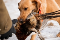 RGS Pheasant Hunt 2019-29