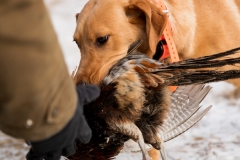 RGS Pheasant Hunt 2019-30