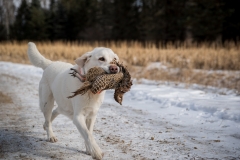 RGS Pheasant Hunt 2019-60