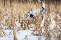 RGS Pheasant Hunt 2019-91