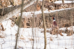 RGS Pheasant Hunt 2019-94